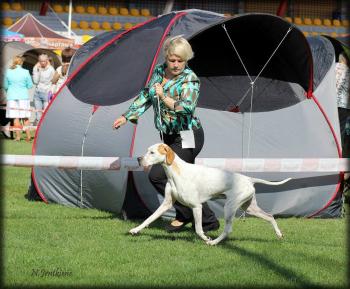 Bialystok International Dog Show, 24.08.2013