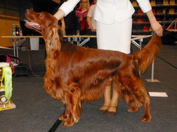 Liepaja National Dog Show: 8 & 9 December, 2012
