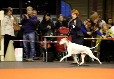 Latvian Winner'2014, Int Dog Show in Riga, Latvia